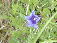 �R�b�q�X�E�Q���e�B�A��