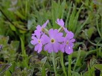 ���L�����U�N��