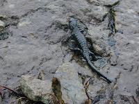 �A���v�X�T���}���_�[