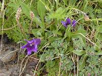 �R�b�q�X�E�Q���e�B�A��