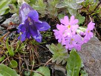 �R�b�q�X�E�Q���e�B�A���ƃ��L�����\�E