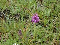 �n�N�T���`�h���̒���