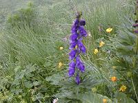 ���E�V���g���J�u�g