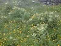 �L���V�E���E�X�s�m�V�X�V��