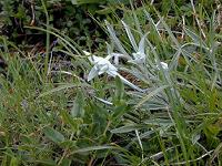 �G�[�f�����C�X