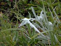 �G�[�f�����C�X