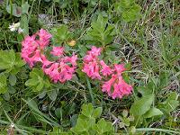 �A���y�����[�[