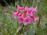 �A���y�����[�[