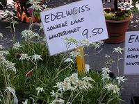 �G�[�f�����C�X