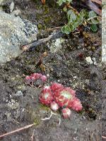 �N���m�X�o���_�C�\�E