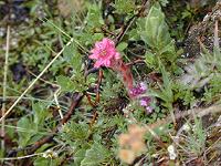 �N���m�X�o���_�C�\�E