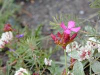 �J���g�D�z�C�U�[�E�i�f�V�R