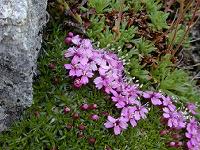 �R�P�}���e�}