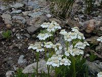 �Z�C���E�m�R�M���\�E