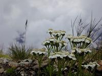 �Z�C���E�m�R�M���\�E