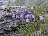 �J���p�k���E�R�L���A���C�t�H���A