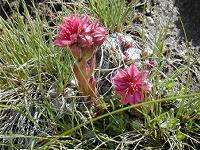 �N���m�X�o���_�C�\�E