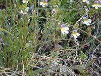 �R�S���O�T�̒���