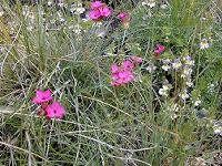 �J���g�D�z�C�U�[�E�i�f�V�R