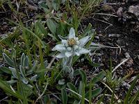 �G�[�f�����C�X