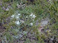 �G�[�f�����C�X