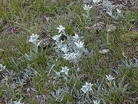 �G�[�f�����C�X