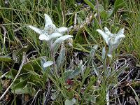 �G�[�f�����C�X