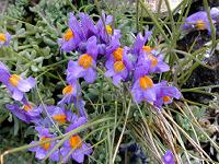 ���i���A�E�A���s�i