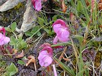 �V�I�K�}�̒���