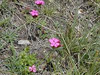 �J���g�D�z�C�U�[�E�i�f�V�R