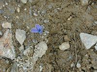 �C�J���X�q���V�W�~