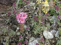 �N���m�X�o���_�C�\�E