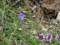 �I�I�C�k�m�t�O��