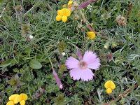 �q���M���i�f�V�R