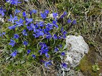 �Q���e�B�A�i�E�x���i