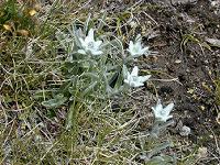 �G�[�f�����C�X