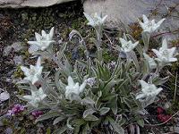 �G�[�f�����C�X