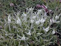 �G�[�f�����C�X