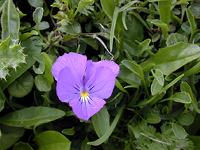 �A���y���p���W�[