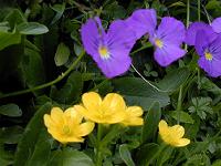 �A���y���p���W�[�A�~���}�L���|�E�Q