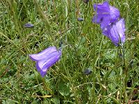 �q���C�g�V���W��