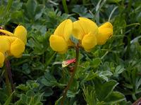 ���g�D�X�E�A���s�k�X