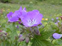 �Q���j�E���E�V���p�e�B�N��