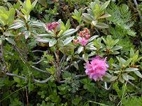 �A���y�����[�[