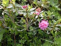 �A���y�����[�[