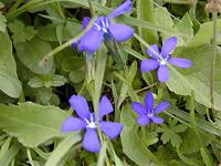 �X�v�����O�E�Q���e�B�A��