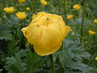 �g���[���u���[��