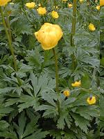 �g���[���u���[��